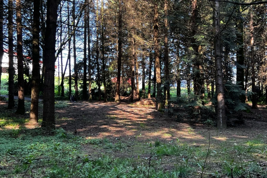 foxglove wild rv site 04.