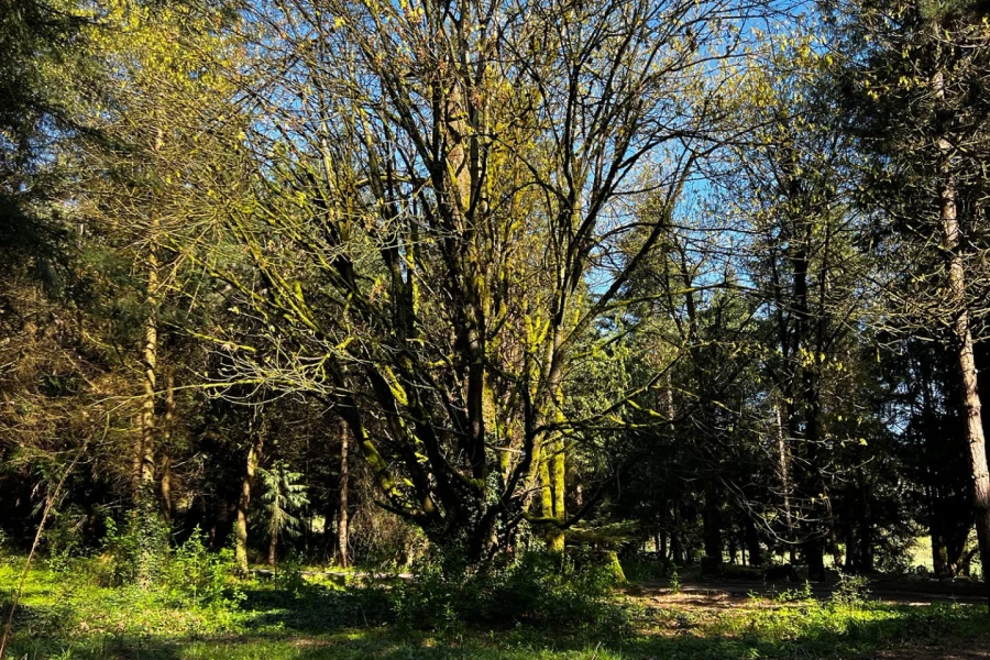 maple wild rv site 05.