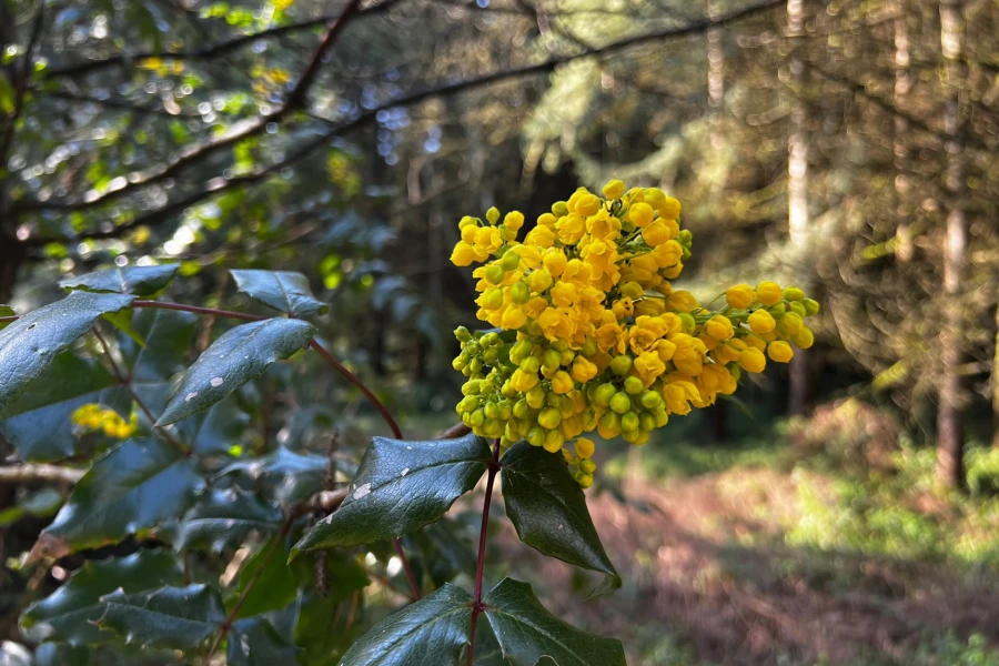 maple wild rv site 06.