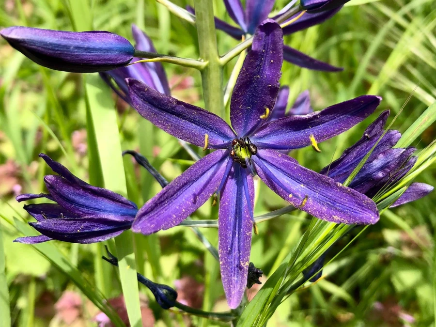 camas flowering.