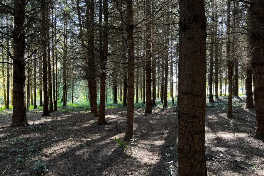 foxglove wild rv site 03.