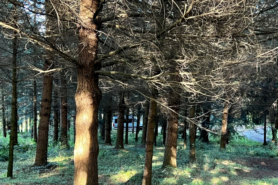 little apple wild site 07.