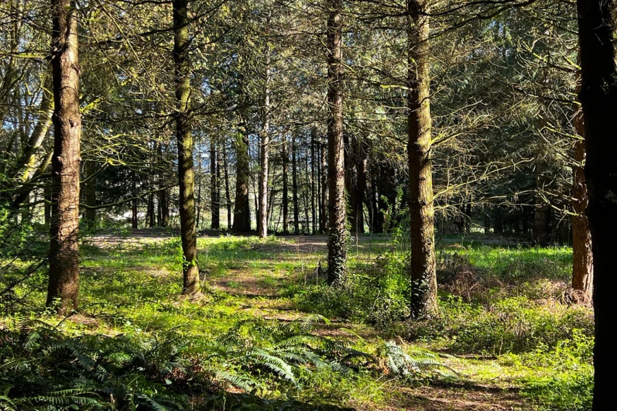 maple wild rv site 02.