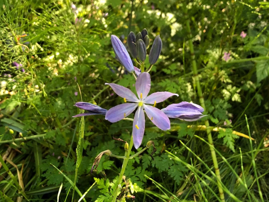camas retreat underwood.