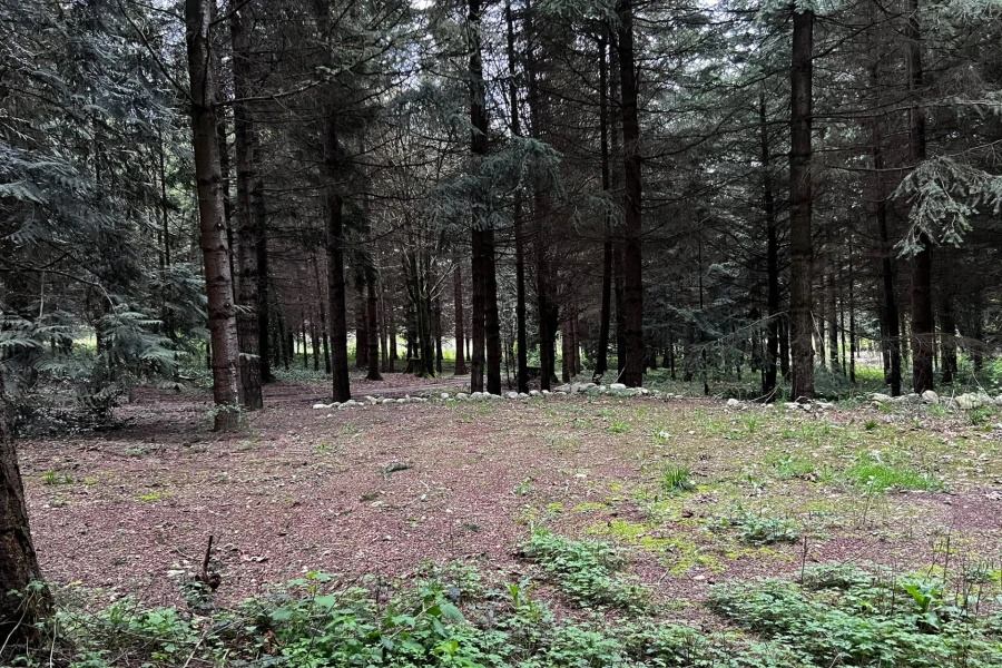 foxglove wild rv site 13.